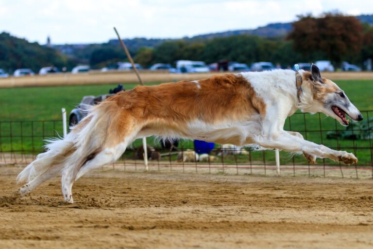 Everything You Need to Know About Reddy Anna Book’s Deposit Match Bonus