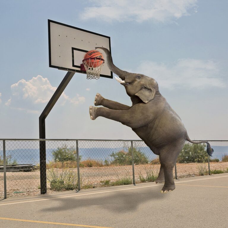 Success Stories: Winning Big on Basketball Betting with SSExchange