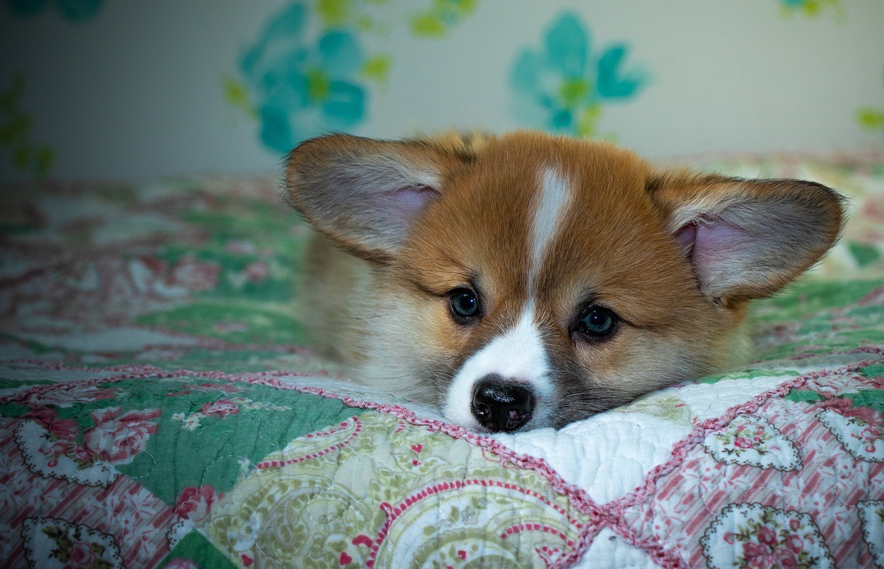 99exch Review: India’s Premier Trading Platform and Its Growing Ecosystem